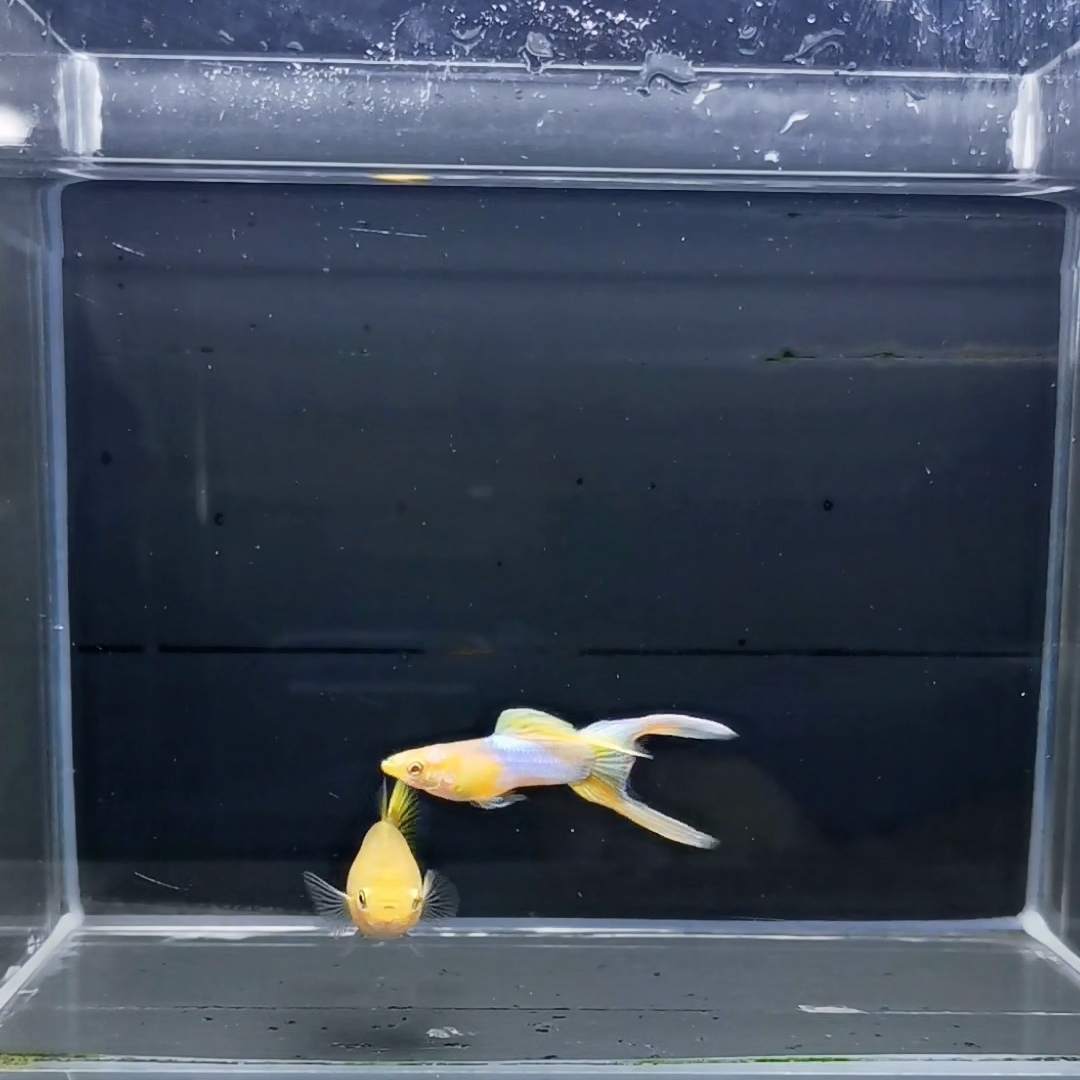 孔雀鱼小型热带观赏鱼黄化日本蓝黄尾双剑