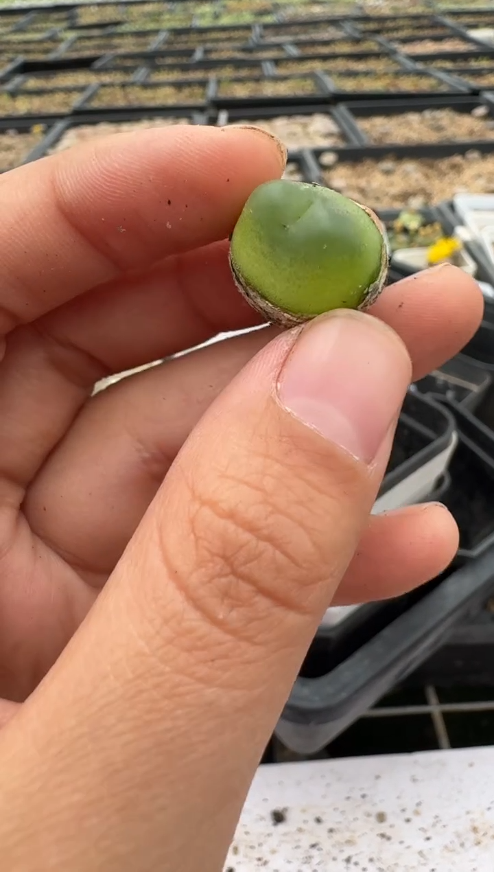 【闪购商品】14-170