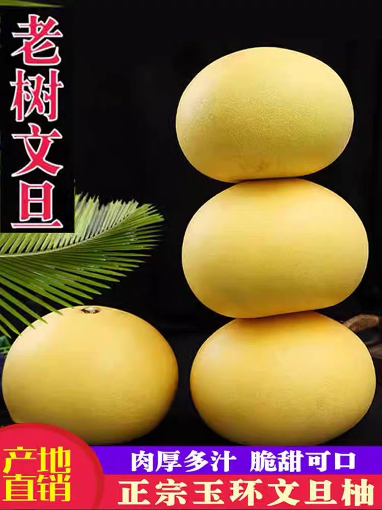 正宗玉环文旦柚老树果当季新鲜孕妇水果白心蜜柚非红心柚子