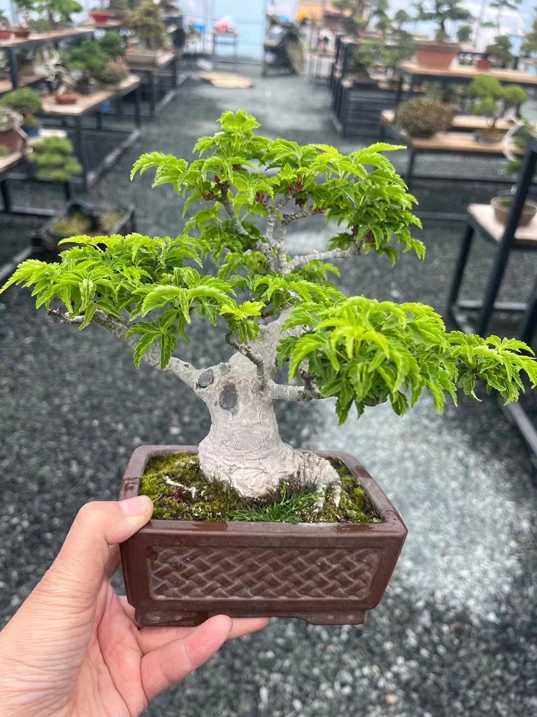 松柏杂木造型盆景进口盆景 规格品种齐全 一物一拍