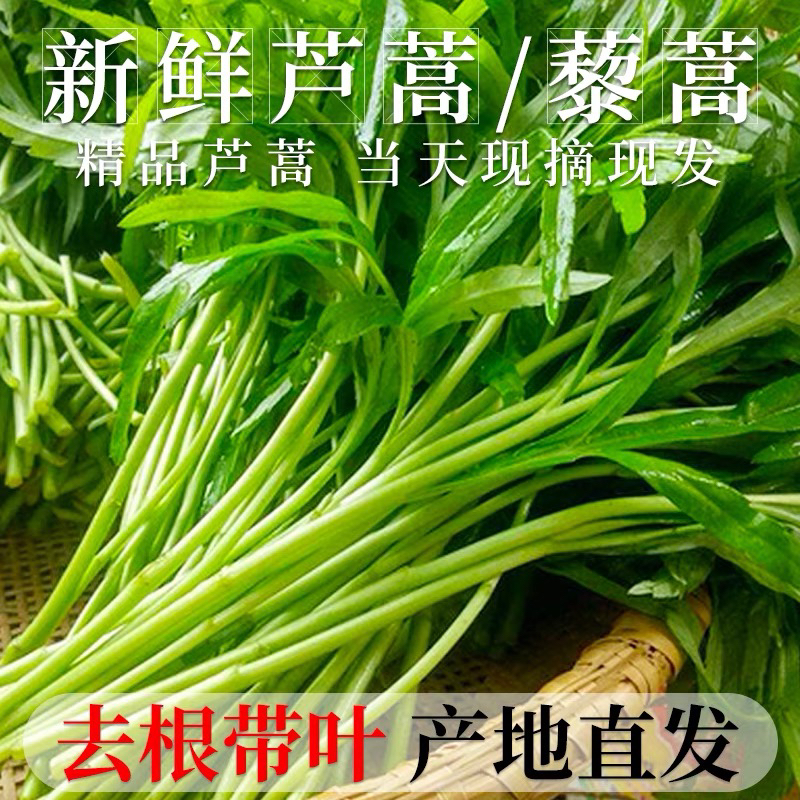 新鲜现摘芦蒿现发蔬菜当天鲜嫩篱蒿黎蒿