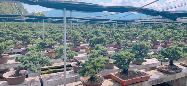 塔山盆景直播间大阪松黑松五针松一物一拍链接