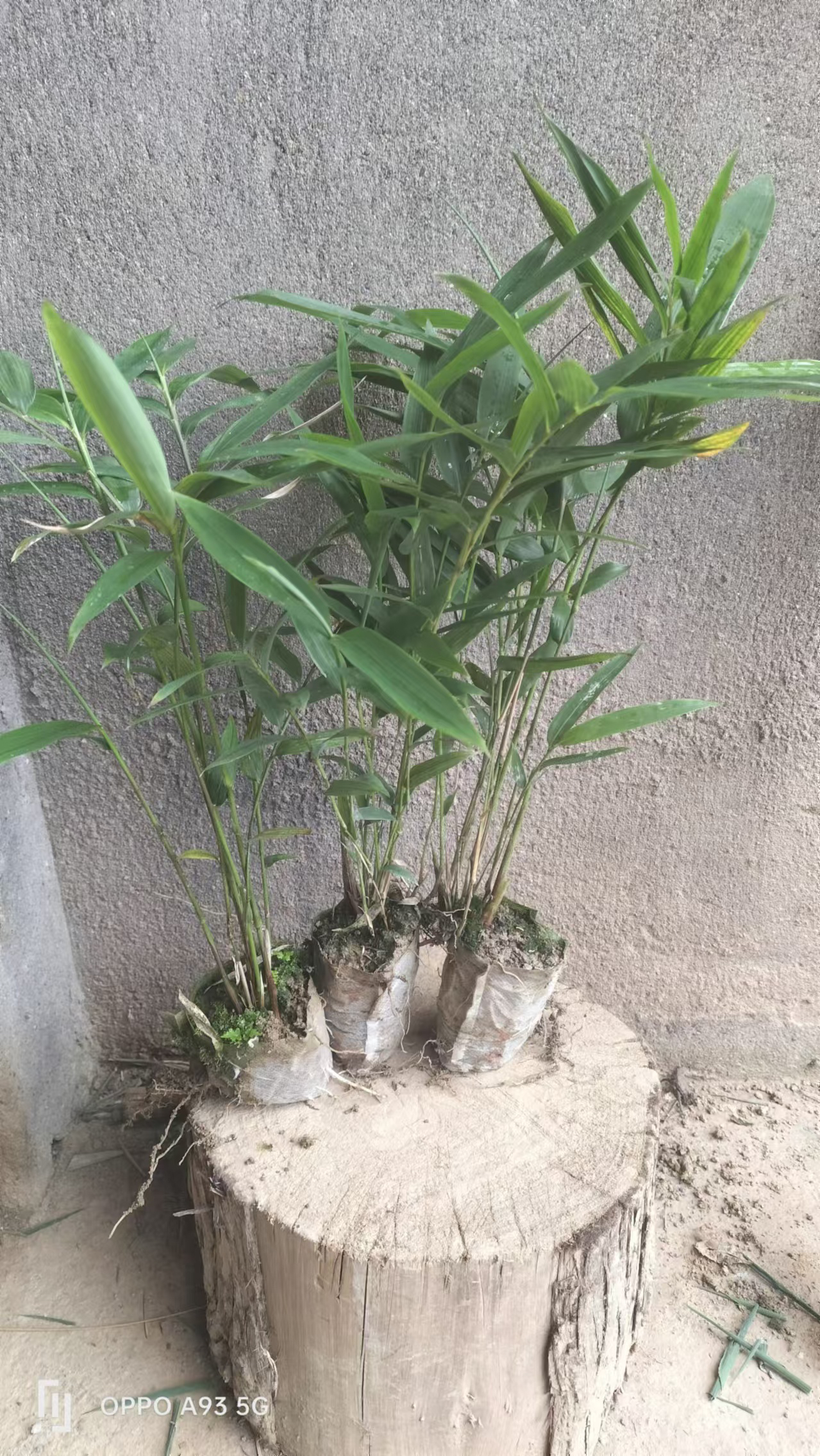 四方竹苗寒竹苗方竹苗笋子苗