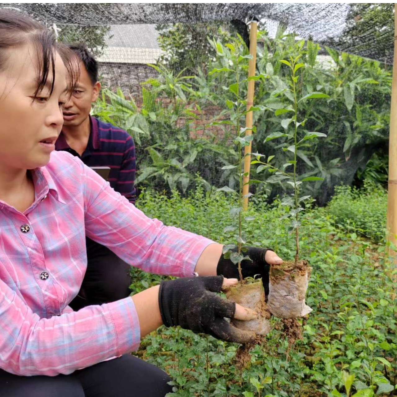 四川金弹子一  年苗树苗杯苗庭院阳台盆栽绿植四季常青