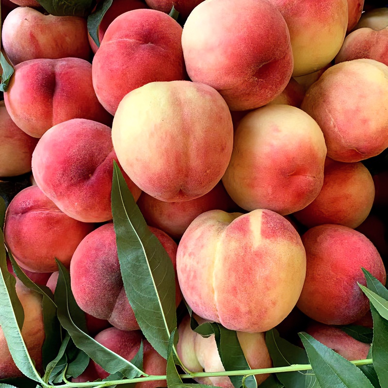 四川脆甜蜜桃 现摘现发新鲜毛桃子水蜜桃脆爽鲜甜应季水果3/5斤