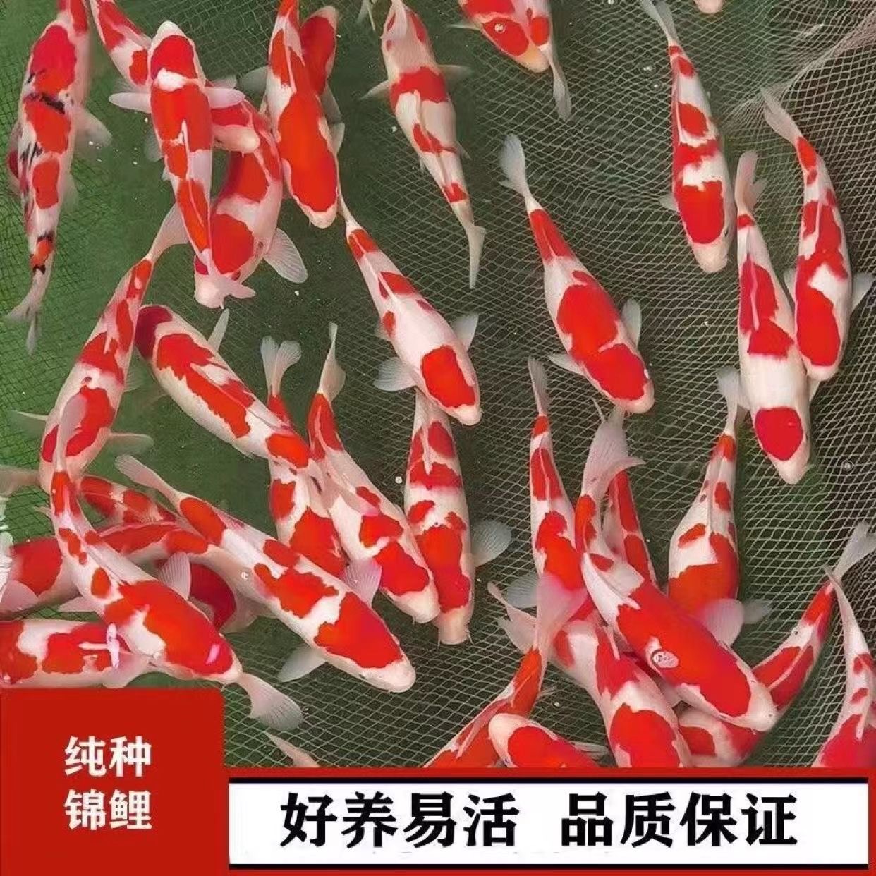 锦鲤活鱼冷水鱼淡水鱼观赏鱼金鱼风水鱼招财鱼批发懒人易养耐活鱼