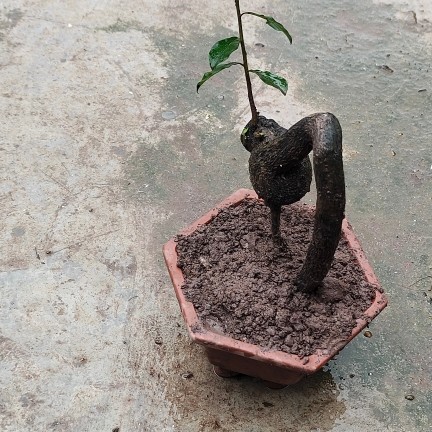 无品牌老马盆景#灌木金蛋子，直播间为准