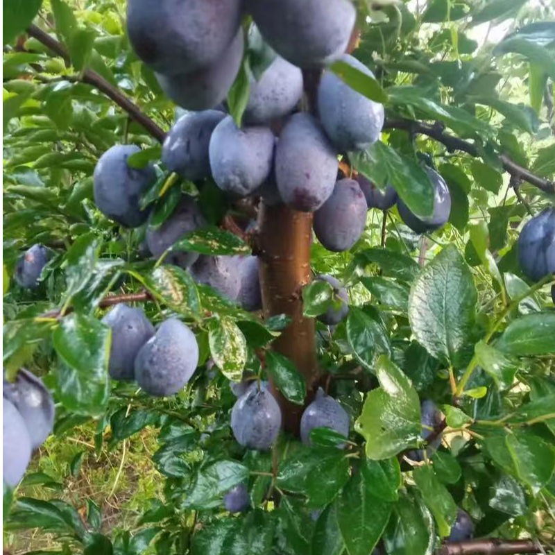 新品种西梅南方北方都可以种盆栽地栽都可以