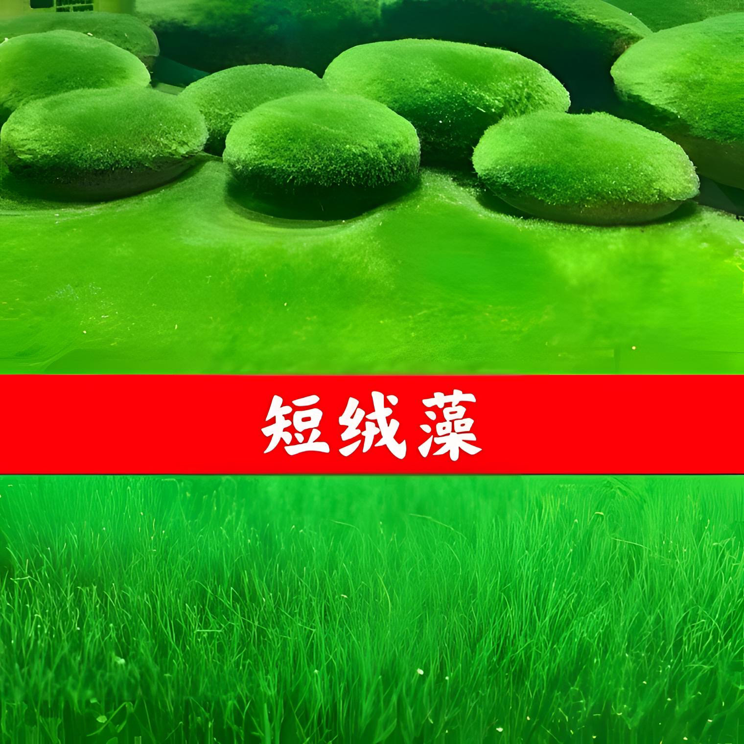 短绒藻种孢子长绒藻藻种兰寿绿藻鱼缸养藻造景水草藻石金鱼藻爆藻