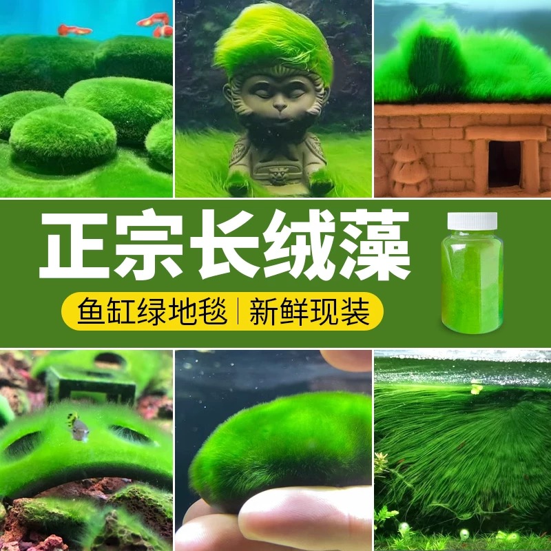 长绒藻藻种兰寿鱼缸造景绿苔短绒藻孢子金鱼藻绿毛龟藻种缸底绿藻