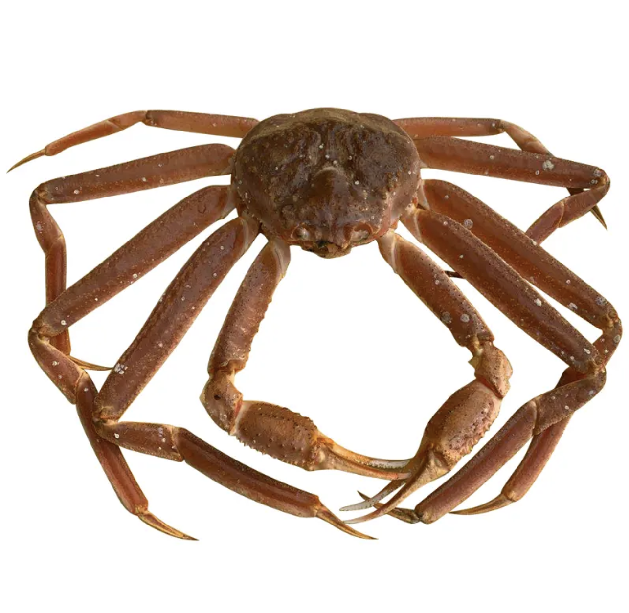 【直播现称】松叶蟹  包鲜不包活 不能冷冻 有轻微掉角介意慎拍