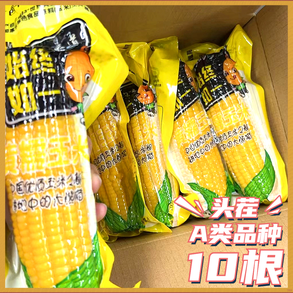 东方优选甄选推荐东北糯玉米粘糯米新鲜东北黄粘糯玉米黄糯玉米