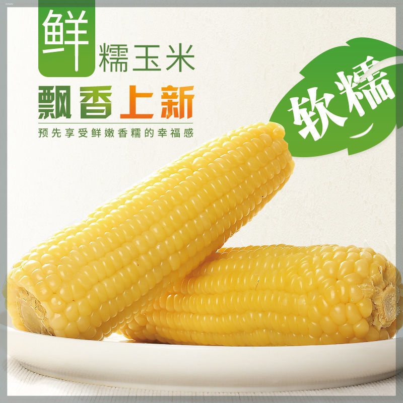 东方㼼选东北黑土地种植黄糯玉米新鲜营养黄棒香甜黄糯粘玉米棒