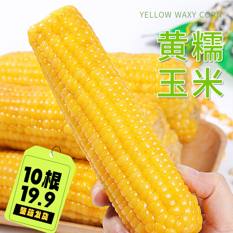东方优选甄选10棒5斤东北黄糯玉米棒黑土地白粘糯玉米糯黄糯新鲜