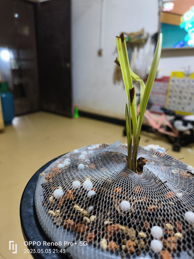 精品艺草植料，各种艺草都可以，5kg一袋包邮，要用在买，不易存储