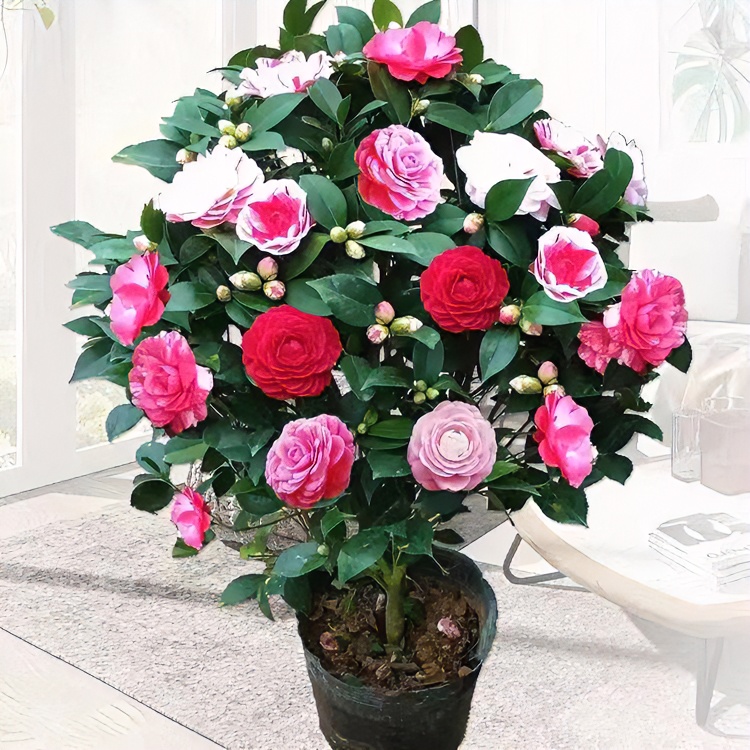 SW花卉五色赤丹山茶花带话带花苞四季开花易养易活