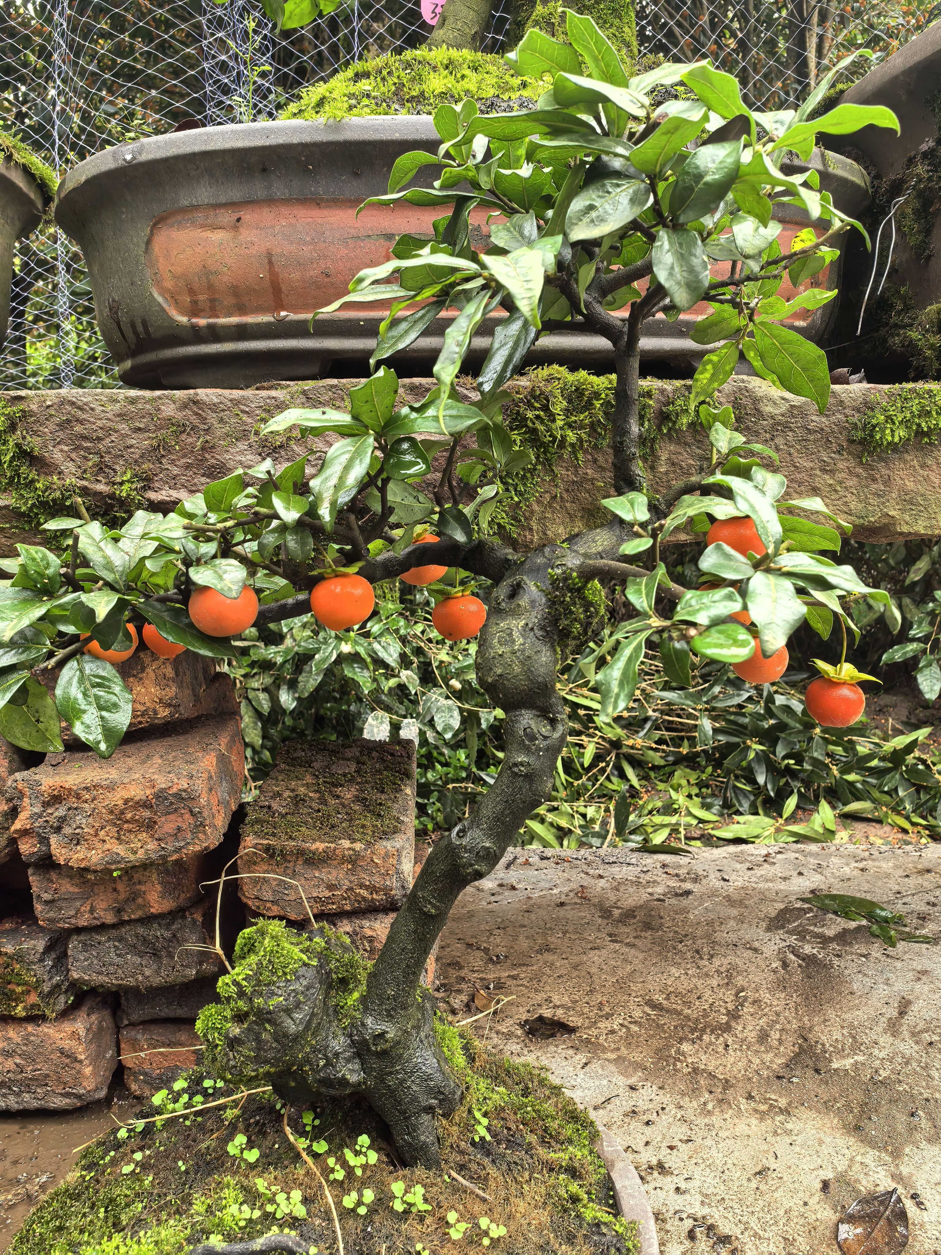 金弹子嫁接桩，人工装