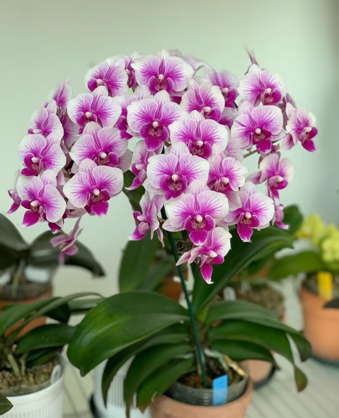 刚刚出剑【可爱多】2.8寸杯蝴蝶兰，蜡质花，花量大，根系一般介意勿拍