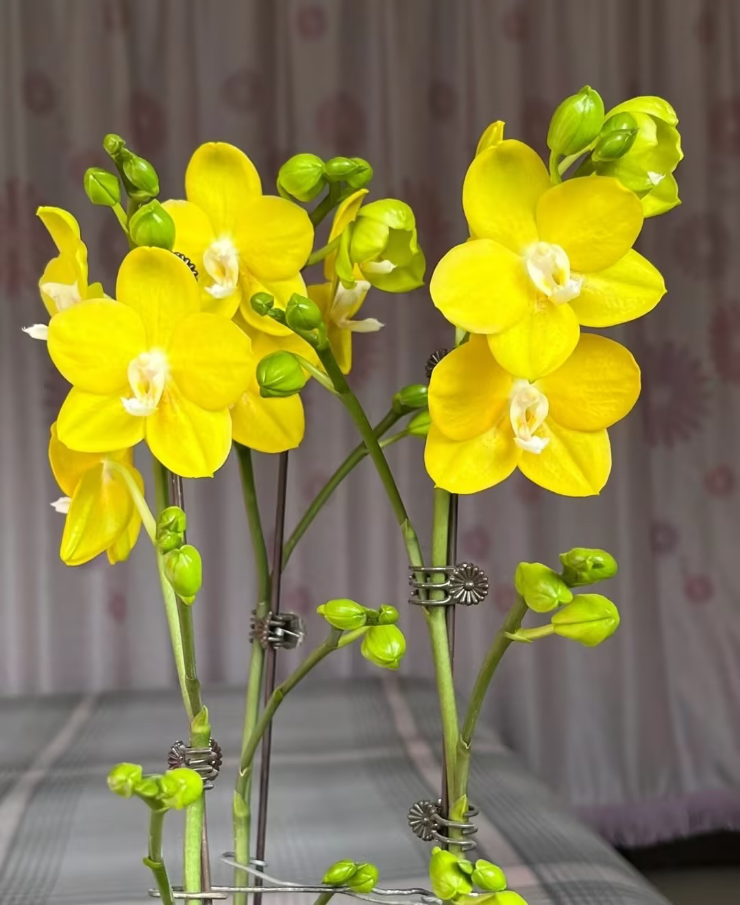 双剑【吉祥如意】2.8寸蝴蝶兰蜡质蝴蝶兰花，苗子发货不带花