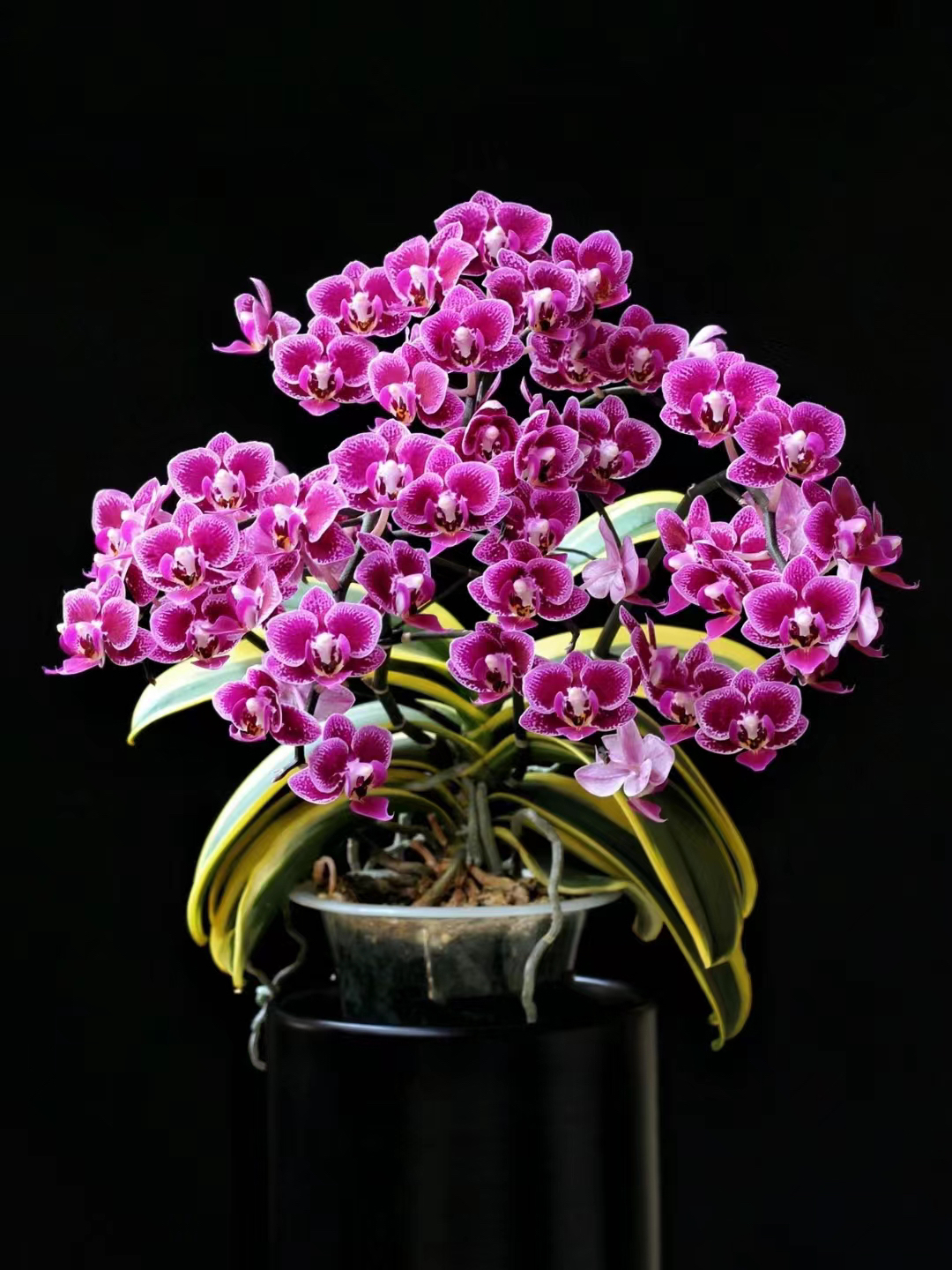 爆花品种，带剑【金边蔓越莓】2.8寸杯蝴蝶兰爆花量，苗子发货不带花