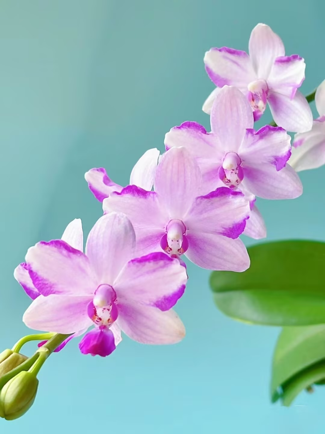 带剑【紫水晶】2.8寸夏花型蝴蝶兰，耐热型带香品，没开花