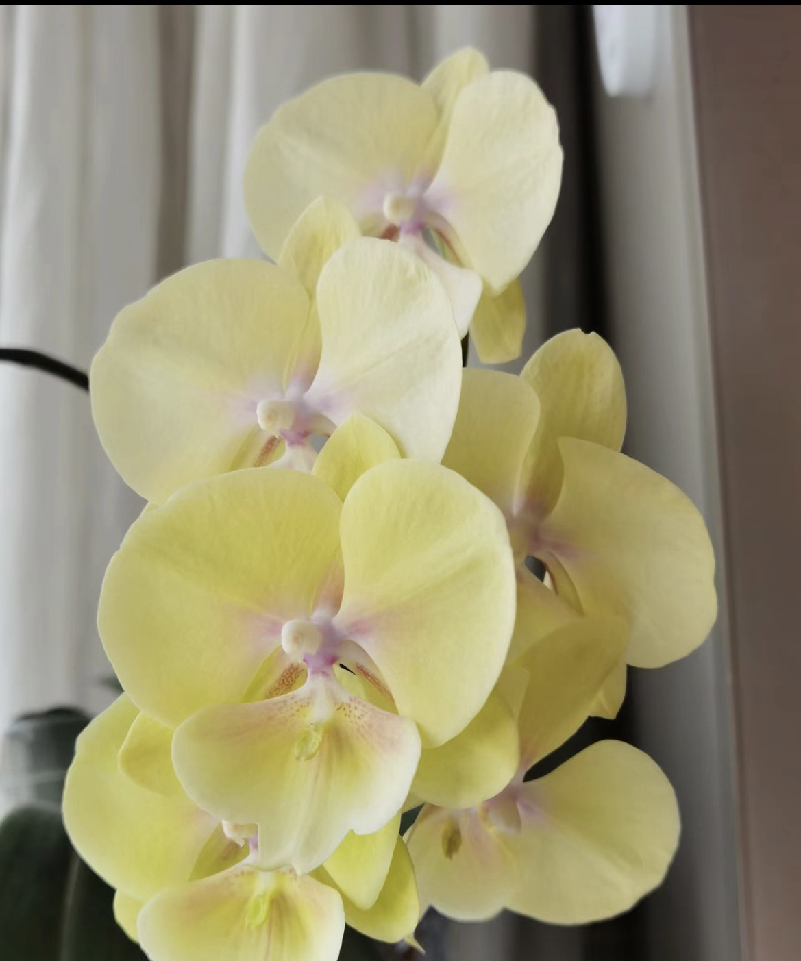 【中轮黄花大舌头】2.8寸杯，高级奶油黄，新苗子没根没开花介意不拍