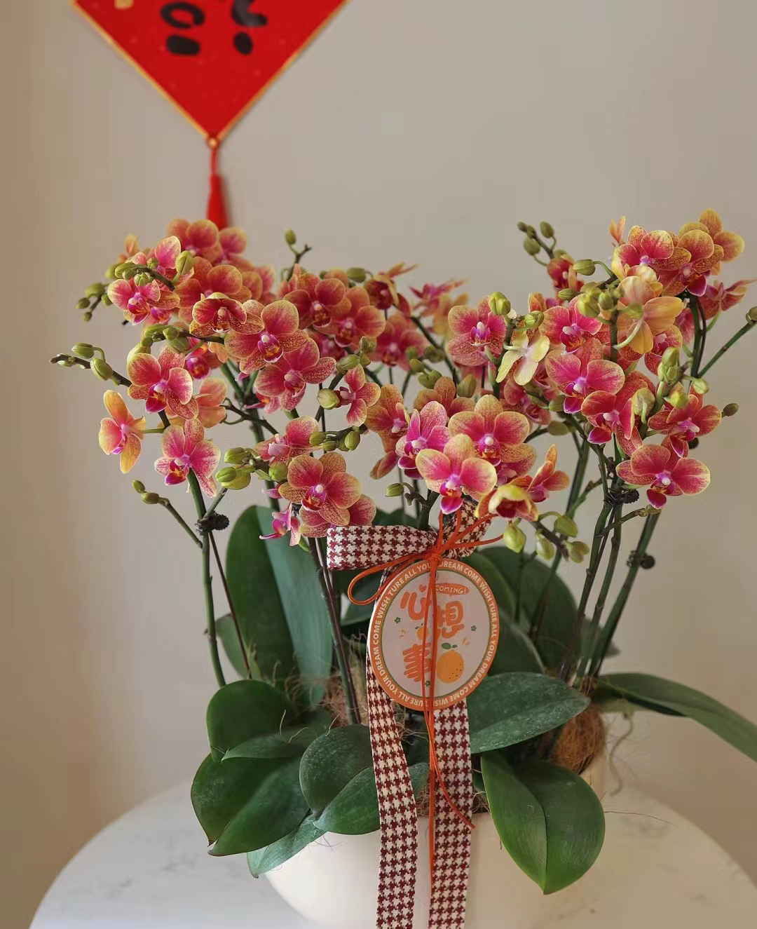 带剑【金蝶】2.8寸杯蝴蝶兰 短叶品种，介意叶小不拍，苗子发货没花