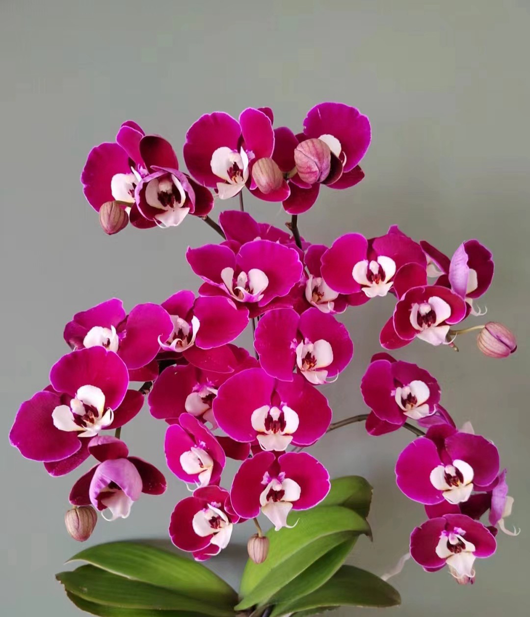 没有花剑，瑕疵【米歇尔】3.0寸蝴蝶兰 ,丝绒质感大花型，苗不带花