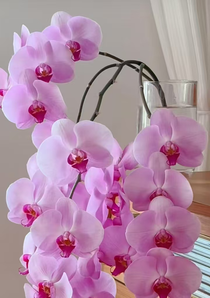 没花剑《牛记天使》2.8寸蝴蝶兰，苗子发货没有花剑