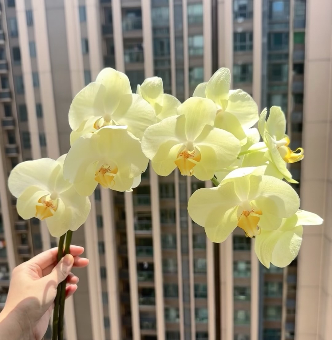 大花型【芳美神话】2.8杯蝴蝶兰，高级黄绿色，苗子发货没有花剑