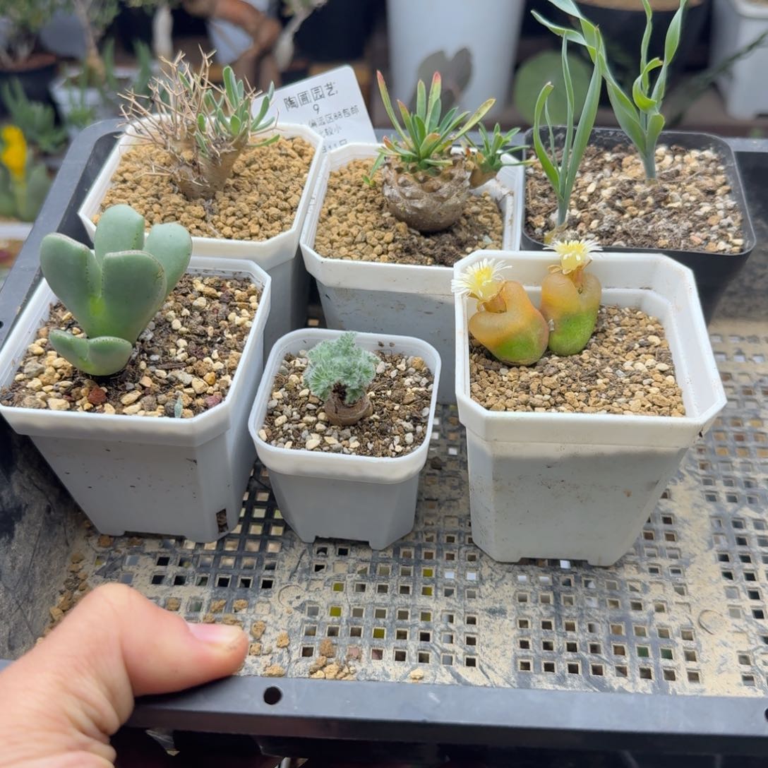 路*法11.11六个多肉9。