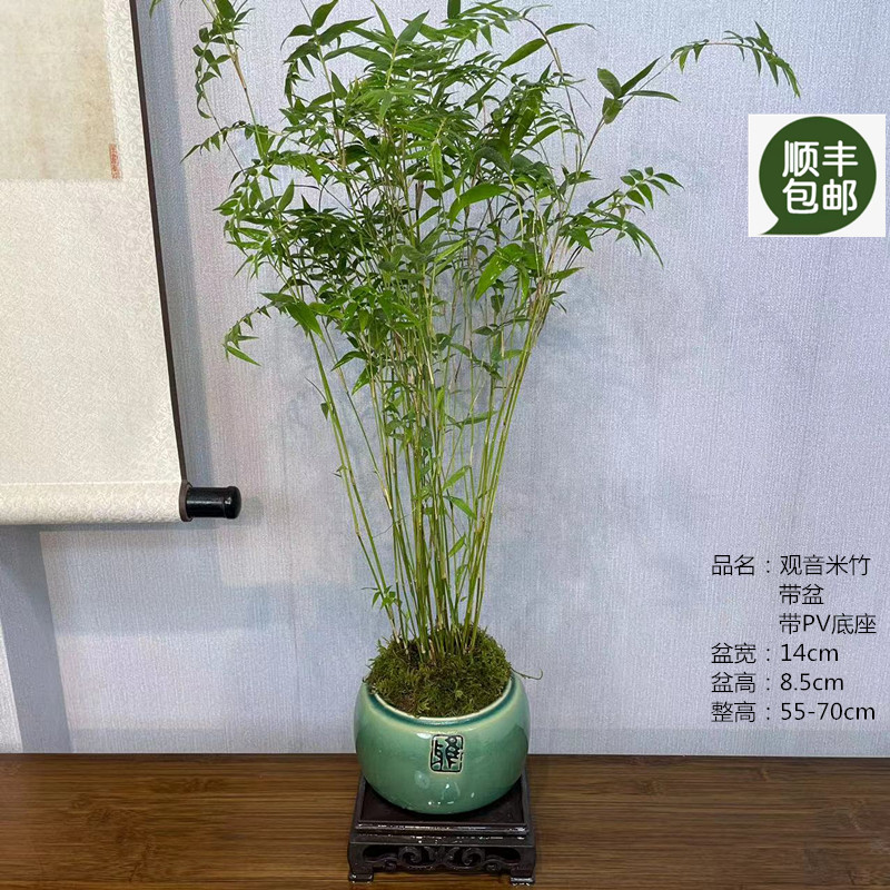 观音米竹凤尾竹平安竹室内观赏茶桌办公绿植盆栽室内好养易活常青