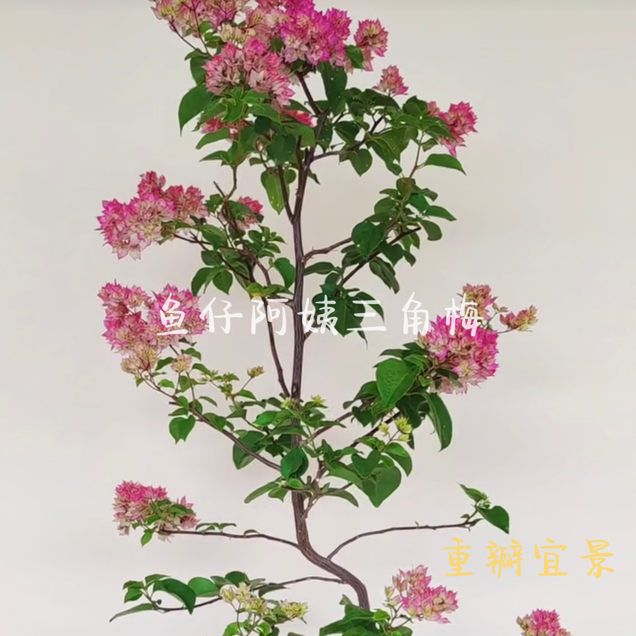 【重瓣怡景】三角梅爬藤庭院绿植四季勤花