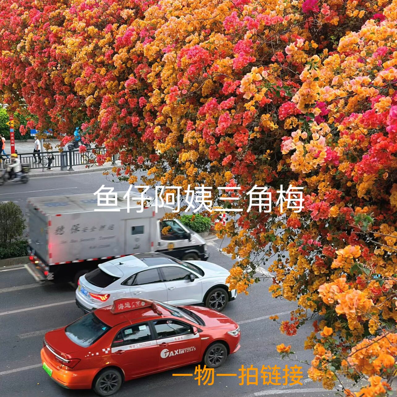 【高杆】三角梅一物一拍爬藤庭院绿植四季勤花