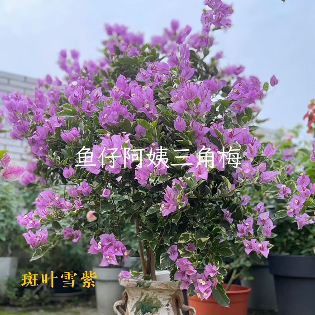 【斑叶雪紫（冰激凌）】三角梅爬藤庭院绿植盆栽四季勤花爆花
