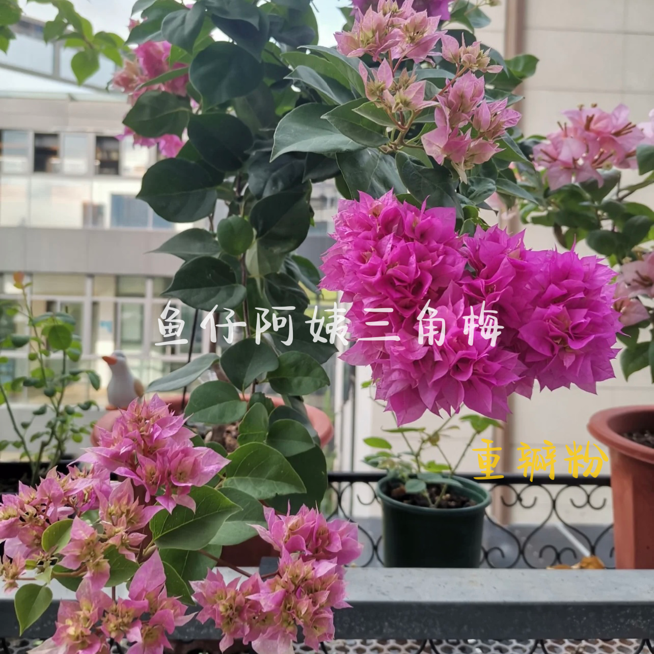 【重瓣粉】三角梅庭院爬藤庭院绿植四季勤花