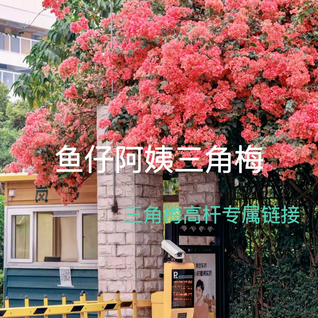【高杆】三角梅爬藤庭院绿植四季勤花