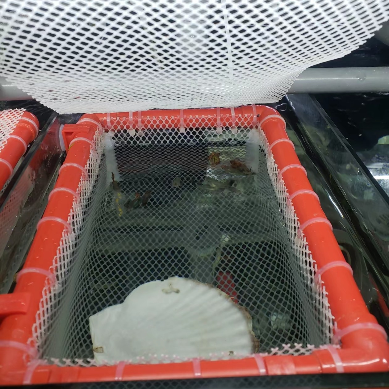 孔雀鱼繁殖筐 小鱼下崽神器  胎生鱼捡苗必备品