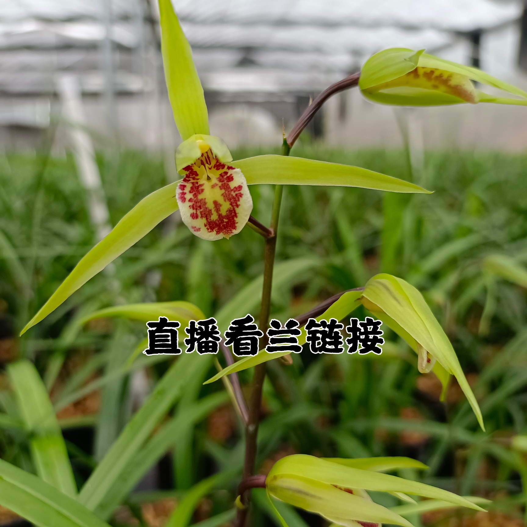 直播各种兰花一物一拍链接