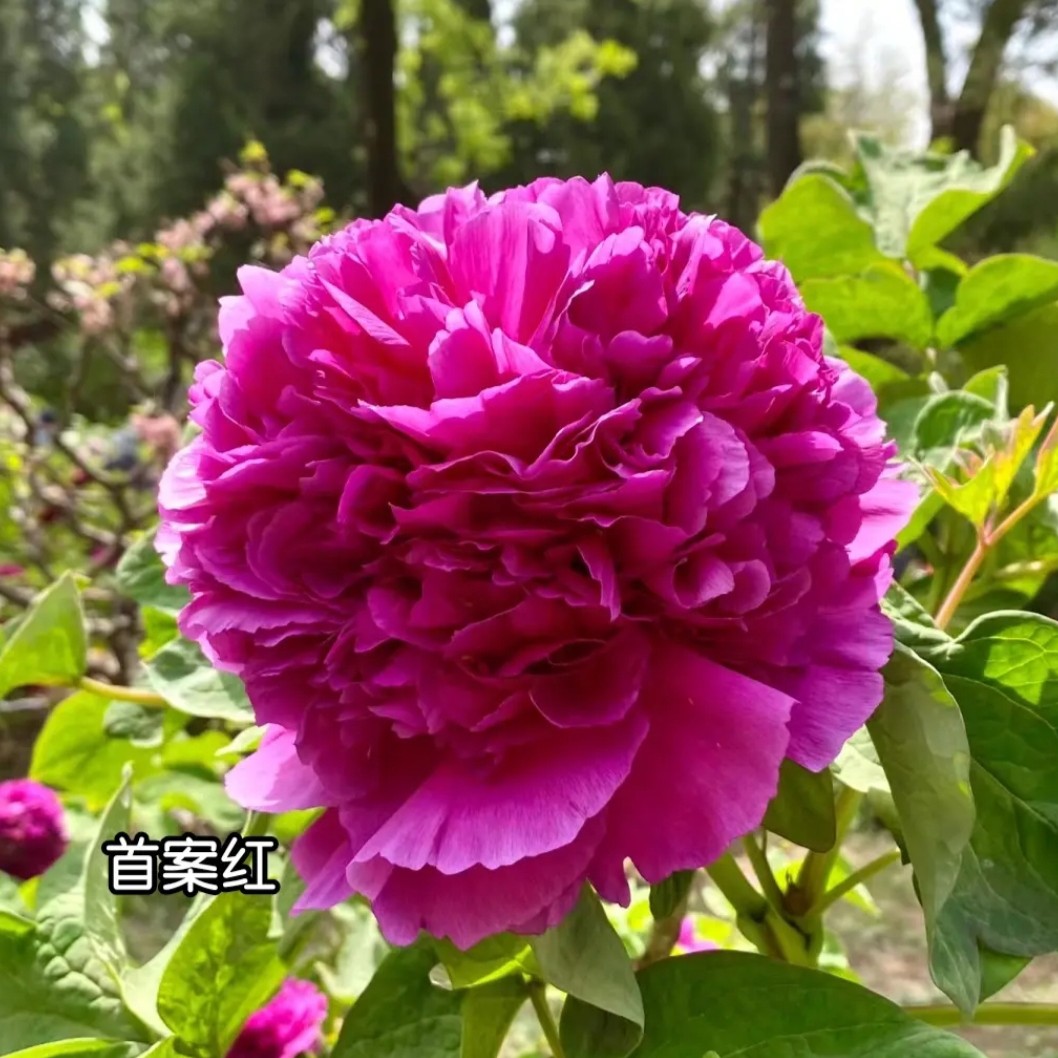 首案红重瓣牡丹花盆栽室内庭院观赏植物菏泽基地发货