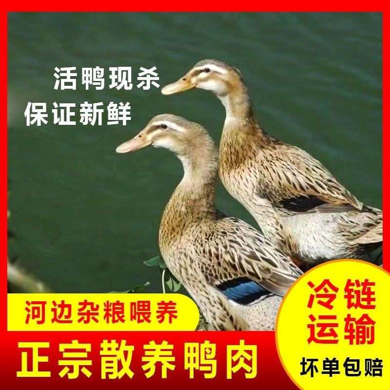 【冷链发货】买一送一正宗散养麻鸭新鲜鸭子小河鸭老鸭整只农家土鸭