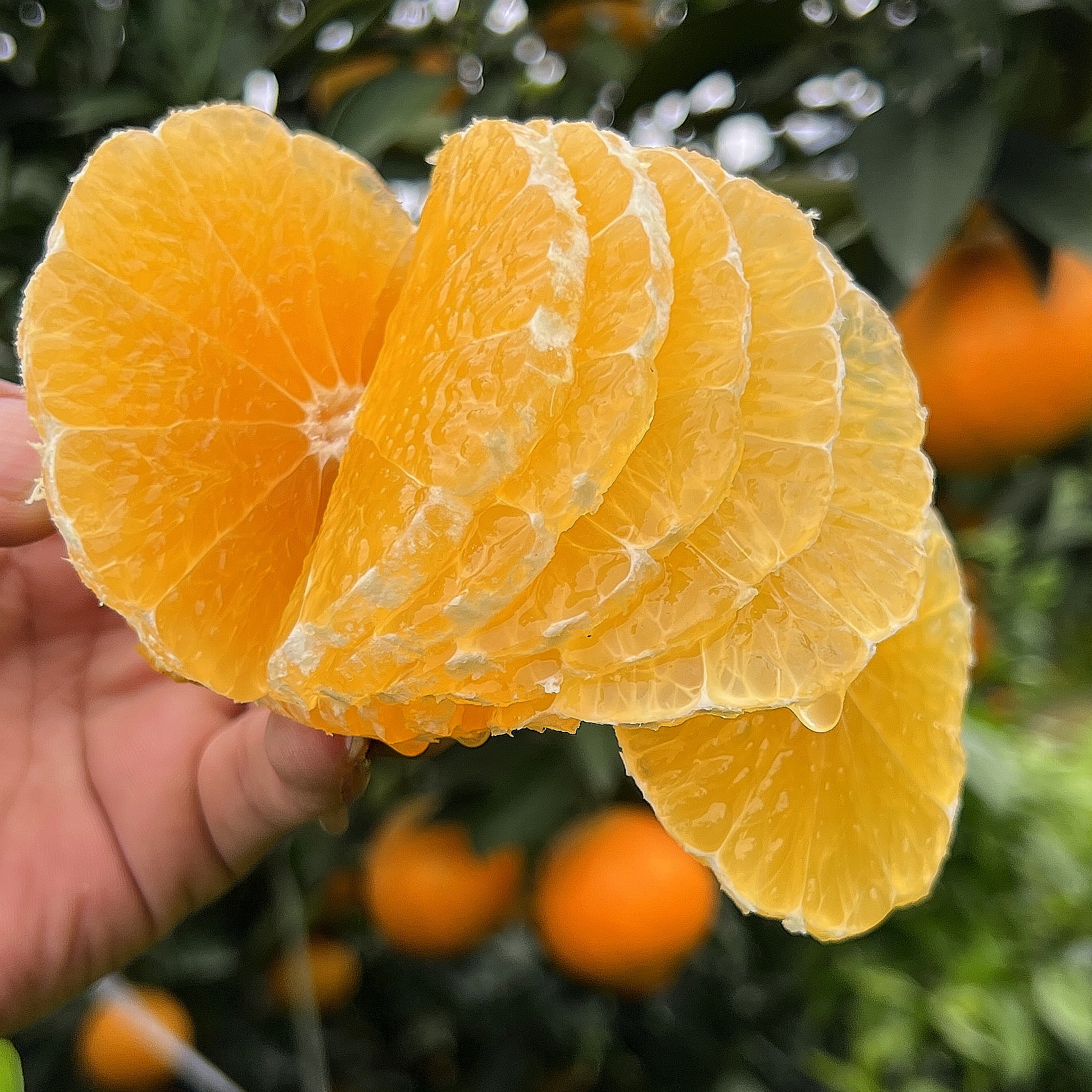 【京东快递8斤】高品质四川眉山爱媛38号果冻橙现摘现发8斤包邮