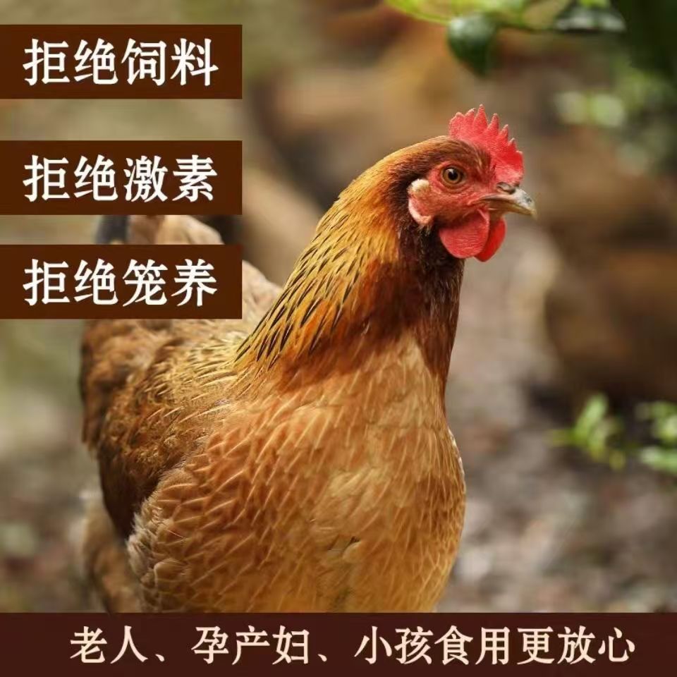 【黄油老母鸡】太行山跑山散养母鸡新鲜营养健康美味炖汤营养滋补