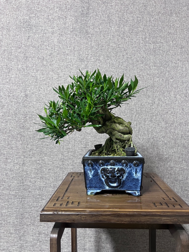 喜黛玉栀子花盆景植物造型阳台书房客厅办公桌室内绿植盆景园庭院