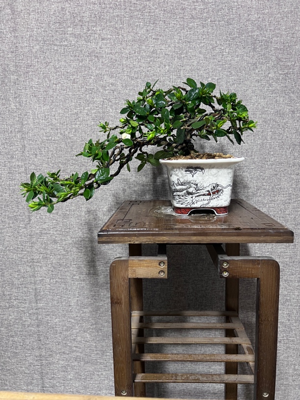 法莲栀子花盆景植物造型阳台书房客厅办公桌室内绿植盆景园庭院