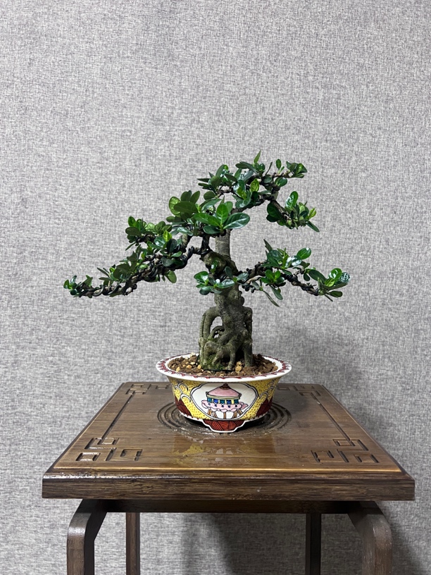 达摩栀子花盆景植物造型阳台书房客厅办公桌室内绿植盆景园庭院