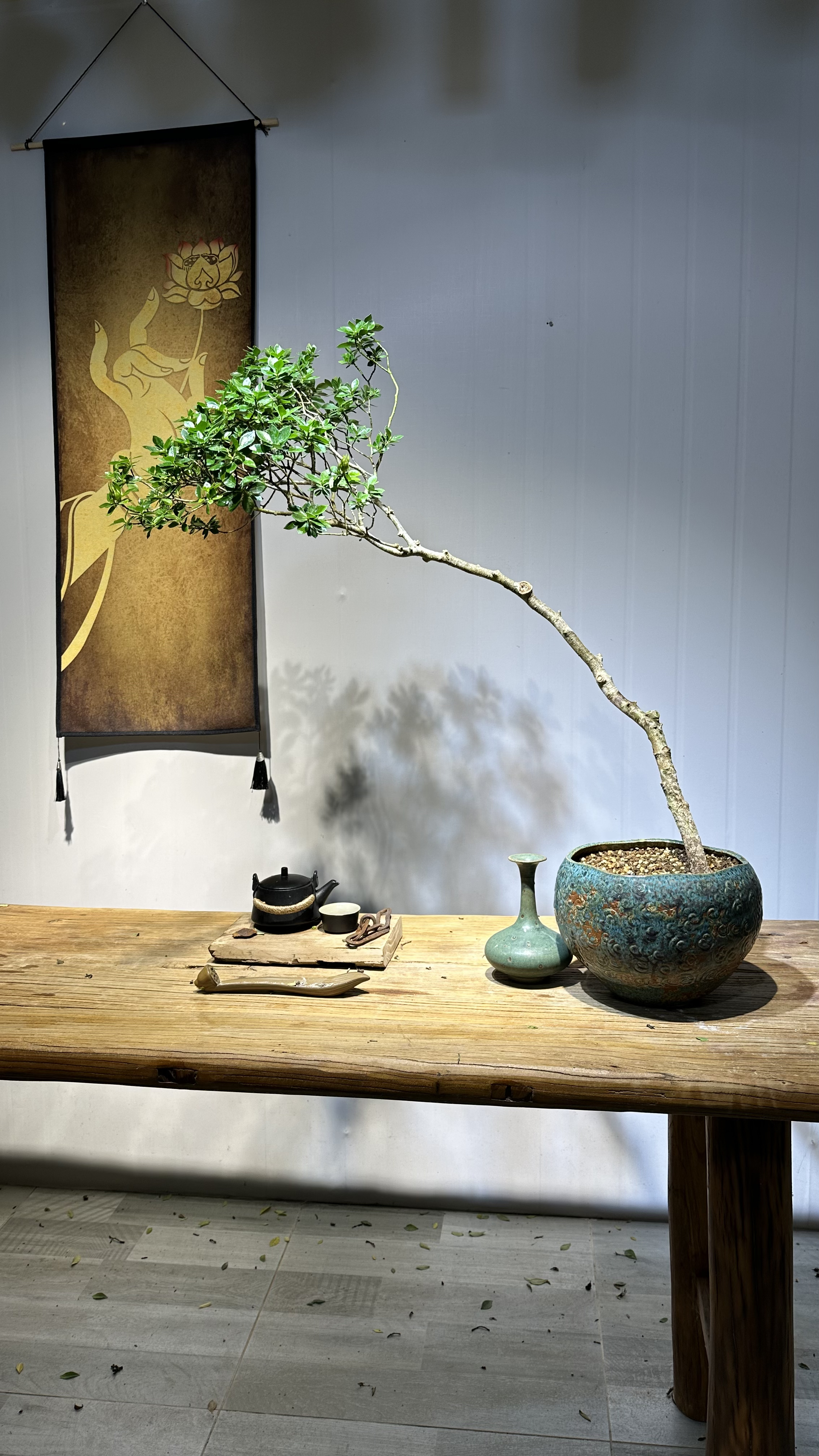 海岛栀子花 开花香 结果 老桩