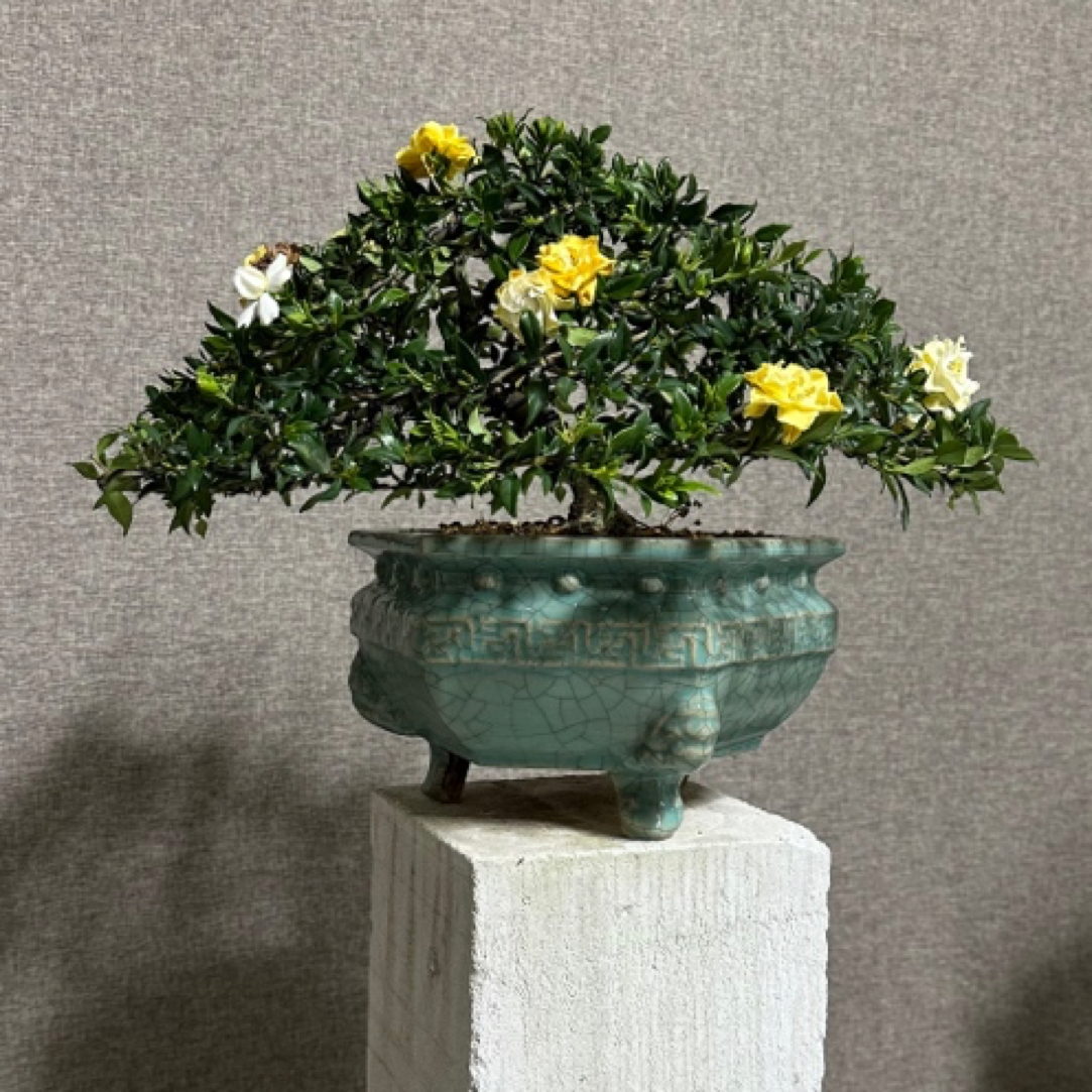 寿星栀子花盆景植物造型阳台书房客厅办公桌室内绿植盆景园庭院