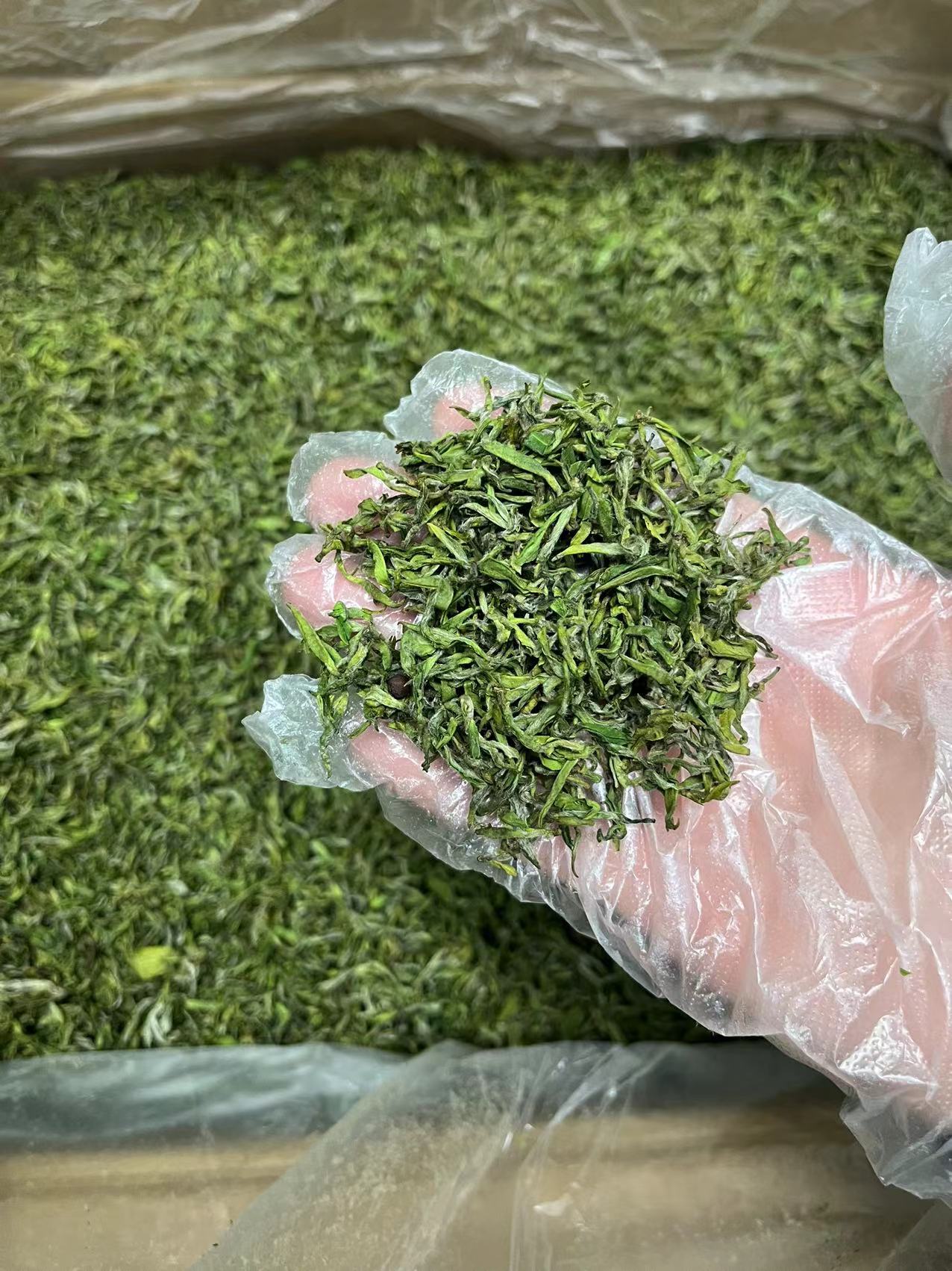 2025新茶明前绿茶雪青毛尖春茶试喝头采绿茶毛尖