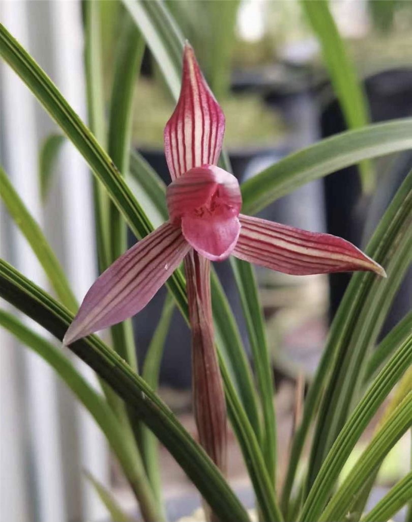 【红霞村姑】春兰 人工自然种植多年老种